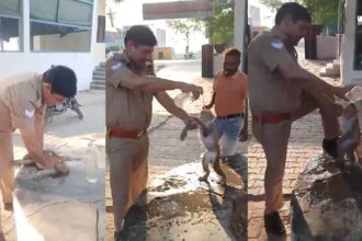 VIDEO: Baby monkey faints due to extreme heat, UP police constable saves its life - India TV Hindi