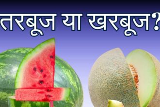 Watermelon or melon, which fruit gives more hydration?  It is a storehouse of B6, it is also an elixir for heart health.