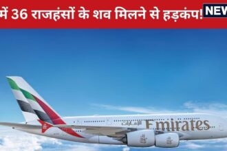 Who is responsible for the death of the voiceless?  Panic after bodies of 36 flamingos were found in Mumbai, what is the connection with Emirates flight?