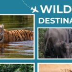 Wildlife Destination: Are you fond of wildlife?  So visit the 5 famous destinations of the country, the journey will become memorable.