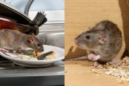 If rats are creating havoc in your house, then do not use poison to get rid of them, use these home remedies - India TV Hindi