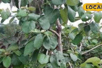 The juice of this tree's fruit removes the intoxication of alcohol in 2 minutes, know the way to consume it