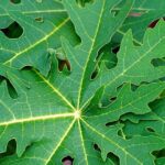 These leaves are very useful... besides curing dengue, they also keep the digestive system better