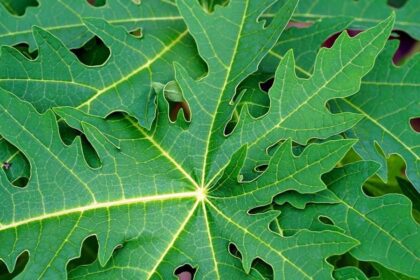 These leaves are very useful... besides curing dengue, they also keep the digestive system better