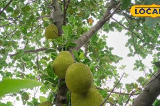 This fruit is a factory of medicinal properties, a boon for diabetes and heart diseases