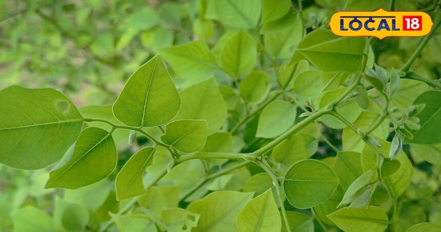 This is not a tree, it is a Sanjeevani herb! Effective in problems ranging from stomach to mouth