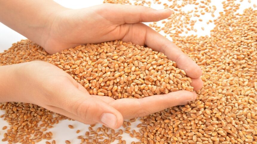 Wheat import duty may be reduced from July! Efforts to reduce prices - India TV Hindi
