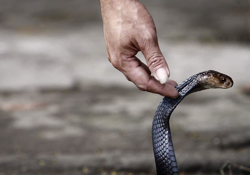 12 lakh snakebite cases registered in India for last 10 years, highest number of cases in tribal areas