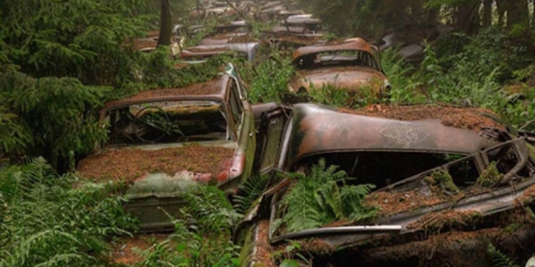 Cars are lying here like this for years, trees and plants have come out of the junked cars.