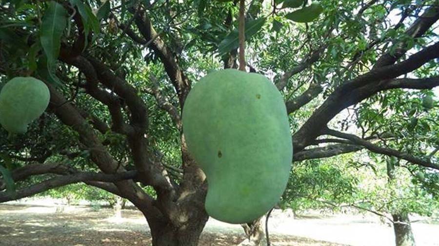 Mango is the king of fruits, it is its queen, a 'Noor Jahan' weighing two to four kilos costs one thousand rupees.