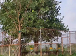 Do you know about this VVIP tree, you will be surprised to know about this facility.