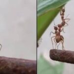 Viral Video: What happened when two ants betrayed the third ant