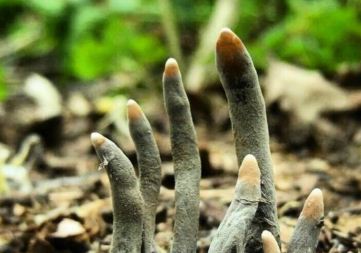 Seeing these 'devil's fingers', people are shocked once!
