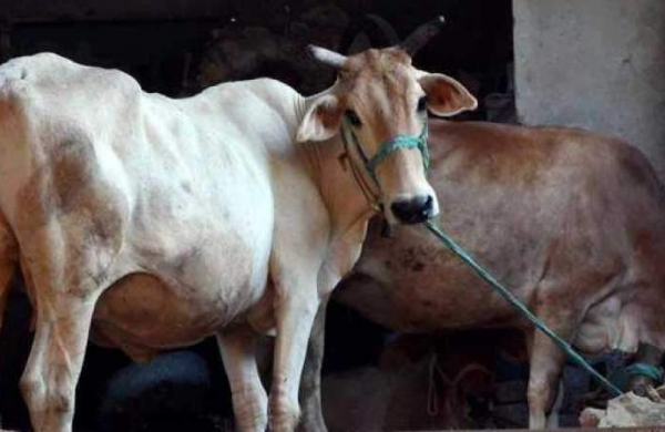 Allahabad High Court: Cow is important from every point of view, their promotion is necessary