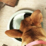America: This actress shared a picture of her dog drinking milk, people started class on social media