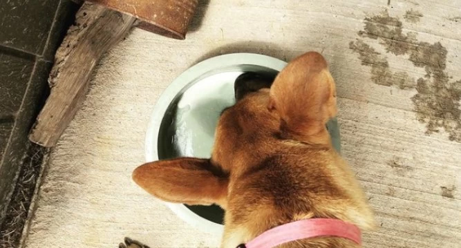 America: This actress shared a picture of her dog drinking milk, people started class on social media
