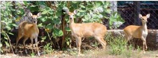 First case of deer being corona positive surfaced in America