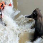 Four including the journalist of the team that went to save the elephant in the river lost their lives, the video went viral