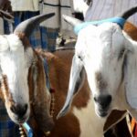 In Bihar, a complaint of 'murder' of goat was lodged with the police
