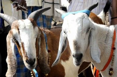 In Bihar, a complaint of 'murder' of goat was lodged with the police