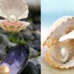 Indian Scientist Made Pearls From Sea Oyster Cells Through 'Cell Culture'