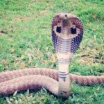 Kerala: Husband leaves cobra in wife's room, wife dies due to snakebite