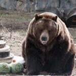 Officers shot the bear who ate the tourist after taking him out of the tent