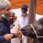 Pakistani journalist interviewed buffalo, went viral on social media