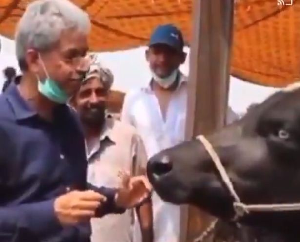 Pakistani journalist interviewed buffalo, went viral on social media