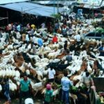 Sale of goats going online for Bakrid in Bihar