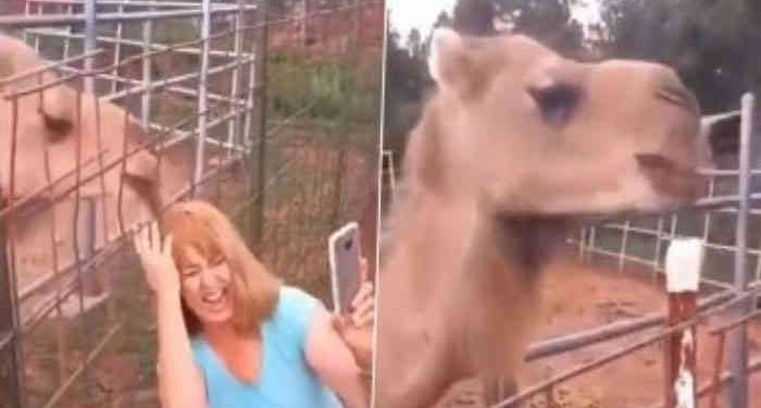 Selfie was taking with camel, know what happened next