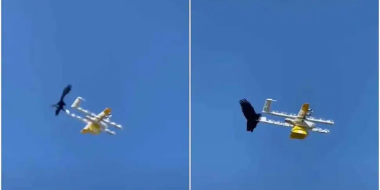 Social media: Seeing the drone, this crow sat attacking it, watch the video