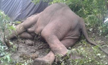 Tamil Nadu, Kerala on high alert due to anthrax death of wild elephant