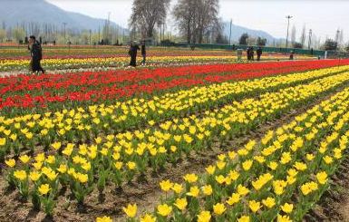 The hospitality industry shines with the arrival of tourists in Kashmir.