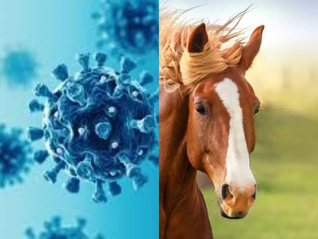 This Maharashtra company is making new medicine out of horse antibodies, corona will be removed in just 72 hours