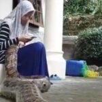 This little girl is reciting a lullaby with a python in her lap, watch the viral video