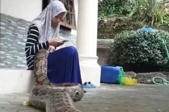 This little girl is reciting a lullaby with a python in her lap, watch the viral video