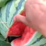 This man cuts watermelon into pieces with just one finger, the video is going viral