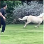This new video of Dhoni racing with a horse created a ruckus on the internet
