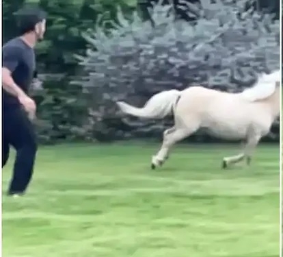 This new video of Dhoni racing with a horse created a ruckus on the internet
