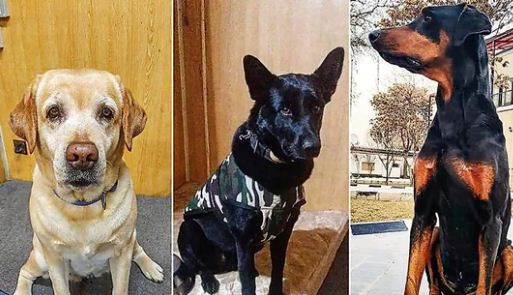 Three brave sniffer dogs of India returned from Taliban, saved the Indian embassy from many explosions