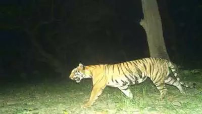 UP: Fear spread among people due to tigress attacking bikers in residential areas
