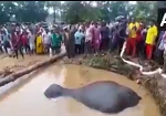 Viral Video: Gajraj, who fell in the well, was pulled out by the villagers in this way