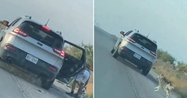 Viral Video: The owner left his pet unattended on a deserted road, the dog chased the car for a long time