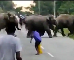 Viral Video: The young man had to be very heavy to provoke the elephants going on the way, died due to being crushed by the feet of the elephant
