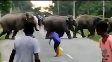 Viral Video: The young man had to be very heavy to provoke the elephants going on the way, died due to being crushed by the feet of the elephant
