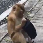 Viral Video: When the monkey wearing a mask explained to the people the importance of caution