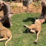 Viral Video: When the pet 'lion' attacked, then it happened