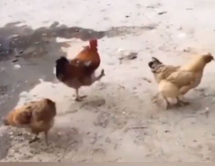 When Chickens Started 'Left, Right, Left'!;  This video of the parade of chickens went viral on social media