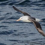 When the albatross bird had a crash landing!  watch video